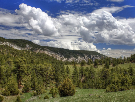 Green trees along mountains.