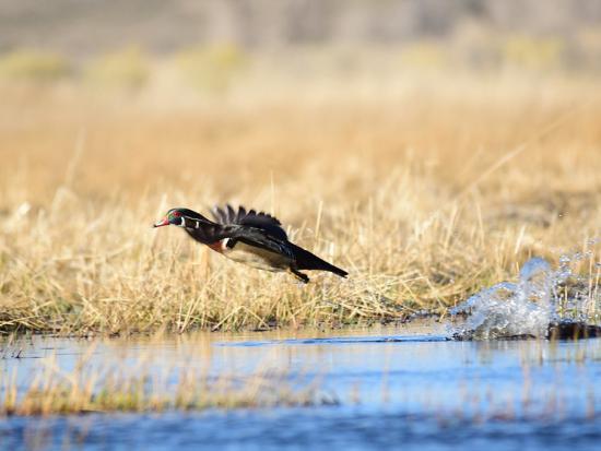 Duck flying over water. 