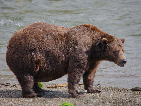 Chunk is a large adult male brown bear with narrowly-set eyes, dark brown fur, a prominent brow ridge, and a distinctive scar across his muzzle.