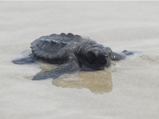 Loggerhead hatchling on beach