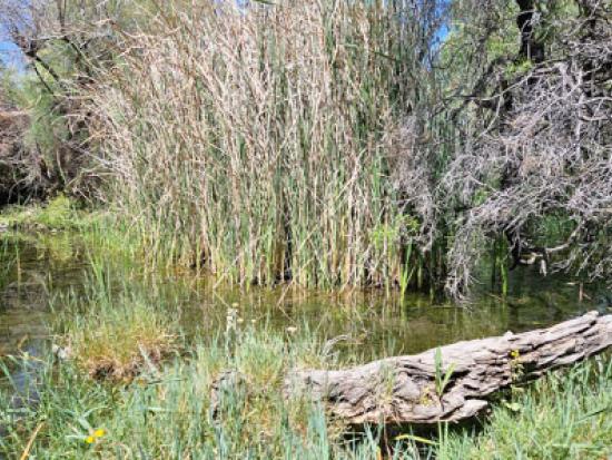 Bog area with tall grasses in water and fallen logs. 