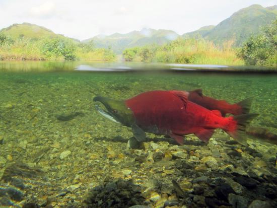 Two reddish colored fish swim underneath water's surface. 