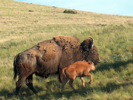 A Bison and her calf standing in hilly field. 