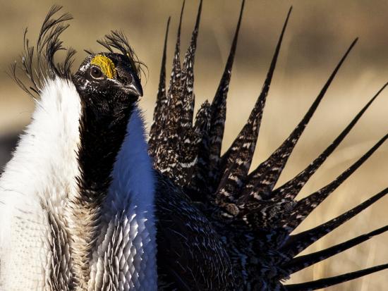 Close up of bird with pointed black tail feathers