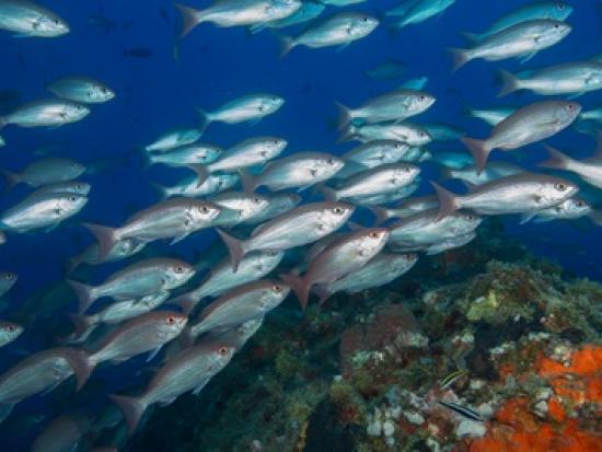 vermillion snapper Gulf of Mexico