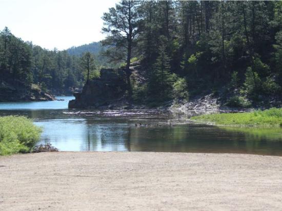 Creek watershed area surrounded by dense pine trees