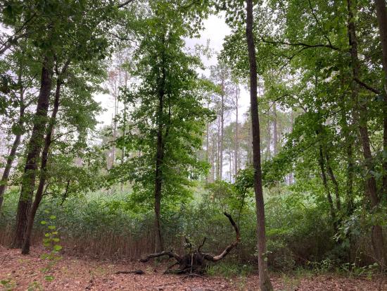 Foggy forest with tall green trees.