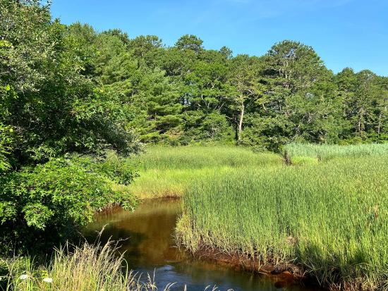 Water stream in a wooded area.