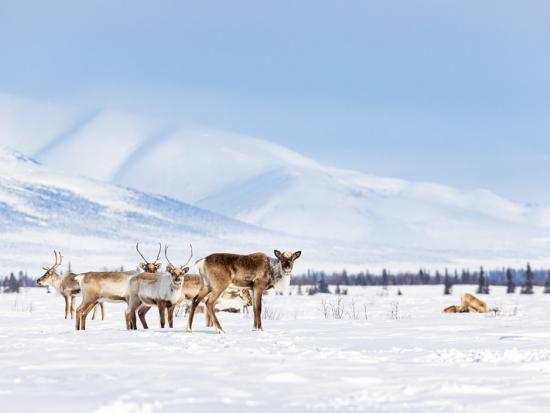 Caribou along a winter trail