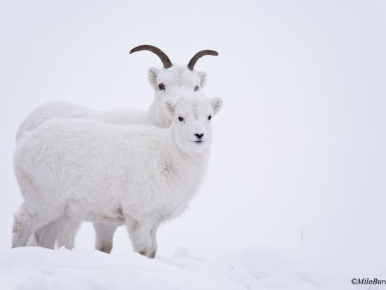 Dall Sheep