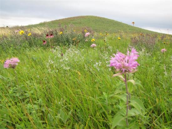 Picture of a meadow with long green grass and multiple wildflowers. Photo credit: Mark Fisher, USFWS (recently retired).  