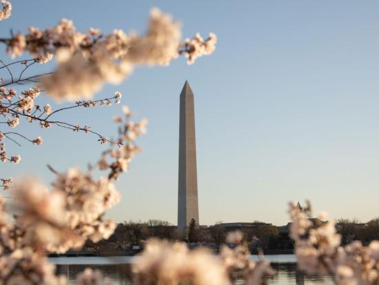 Washington Monument surrounded by cherry blossoms.