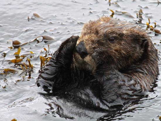 A sea otter raises its paws to its face while it floats on its back.