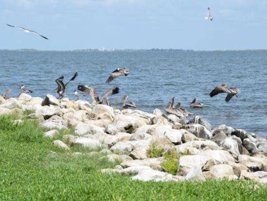 Pelicans near shore
