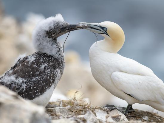 Gannet Parent and Chick With Nest Material 