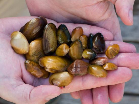 Tennessee Bean (Venustaconcha trabalis) mussels produced at the Aquatic Wildlife Conservation Center. Photo: Ryan Hagerty, USFWS.