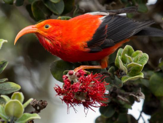 orange bird (‘I’iwi) with long curved beak on a green branch with red flowers