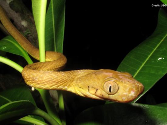 the Brown Tree Snake on Guam photo