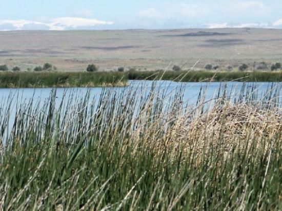 A pond with tall grass in the foreground and snowcapped mountains in the background. 