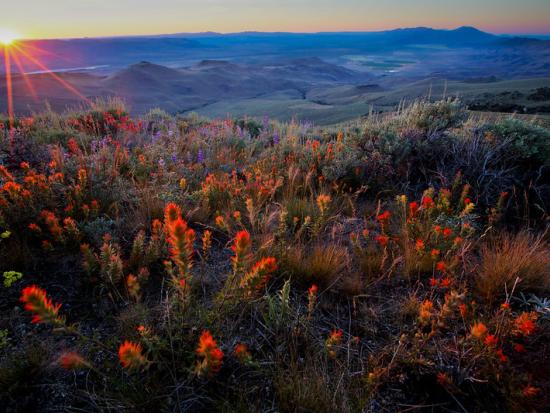 Brightly colored flowers at sunset with mountains in the background. 