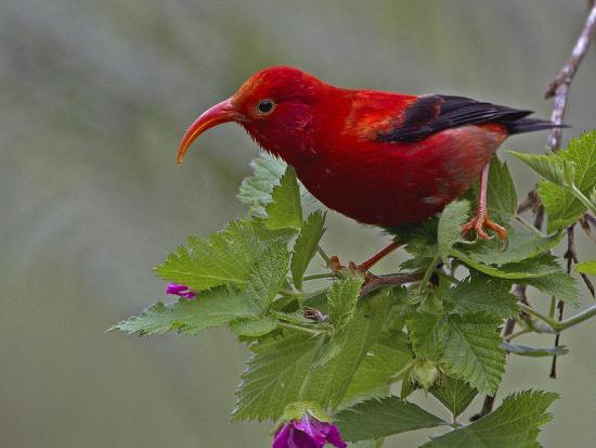 Iiwi at Hakalau Forest NWR