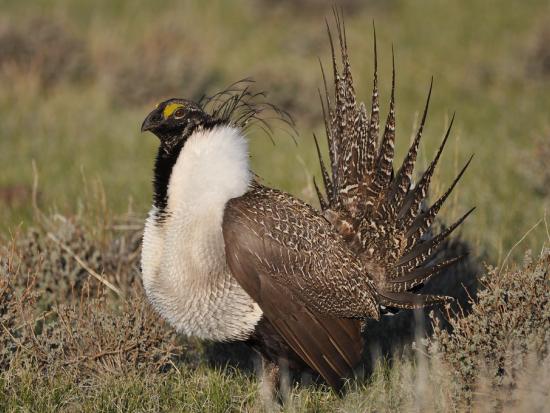 A greater sage-grouse male struts at a lek (dancing or mating ground) near Bridgeport, CA to attract a mate.