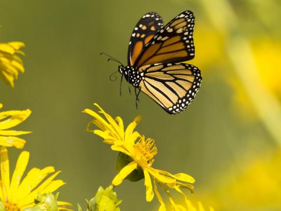 A monarch butterfly about to land on a flower