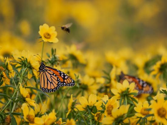 Monarch butterflies on yellow flowers.