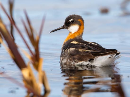  Red-necked phalarope in water, a bird featuring darker a heavily striped back, blacker crown and wing stripe.