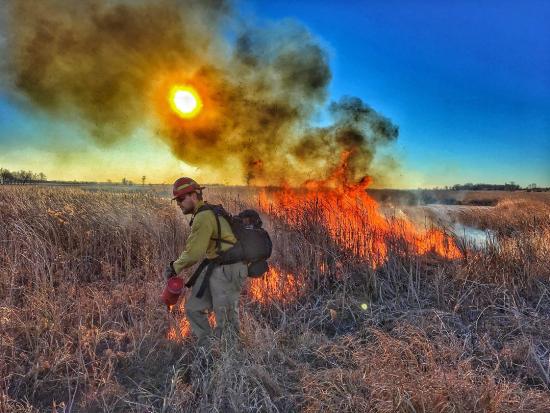 USFWS firefighter managing a prescribed fire in a grassy area. 