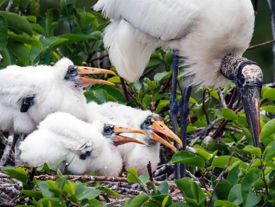 A view of a wood stork with three babies