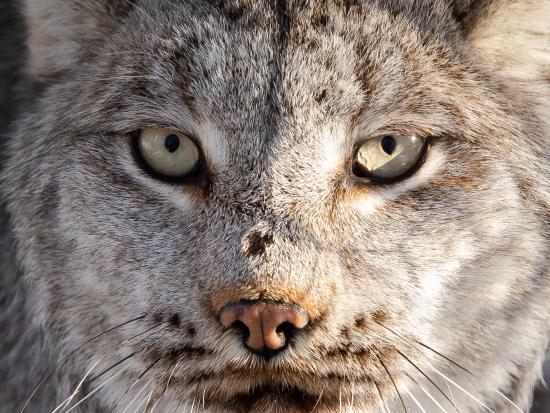 Lynx (USFWS photo)