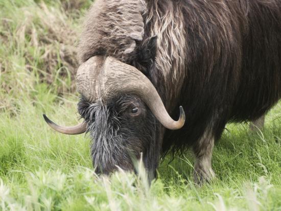 A muskoxen on the Bering Land Bridge National Preserve (NPS photo)