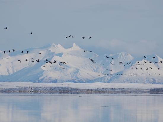 A flock of brant flying over Izembeck Lagoon (USFWS photo)