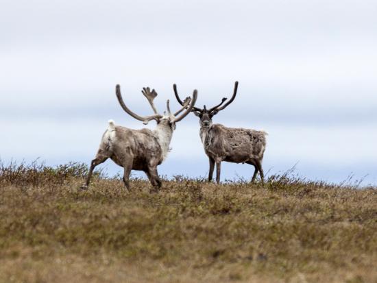 Teshekpuk Caribou on the National Petroleum Reserve in Alaska (BLM photo by Bob Wick).