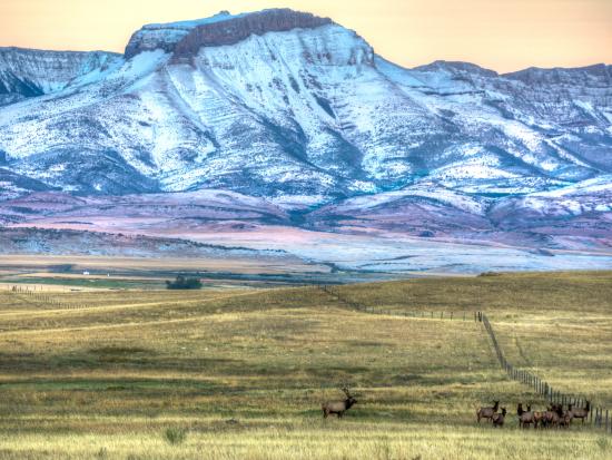 Herd of elk in a field below the snow-covered Ear Mountain.