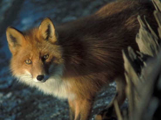 Red Fox (Izembek NWR photo)