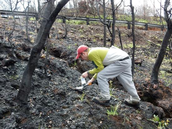 A man collects soil samples in a recently burned area.