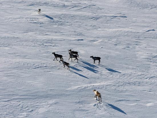 Caribou on Katmai National Park and Preserve (NPS photo)