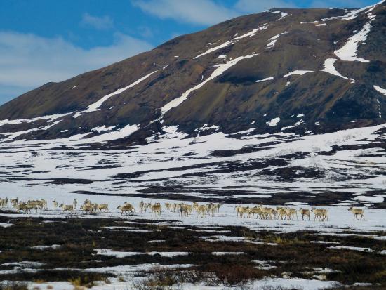 Caribou in Kilbuck Mountains, YKD Region