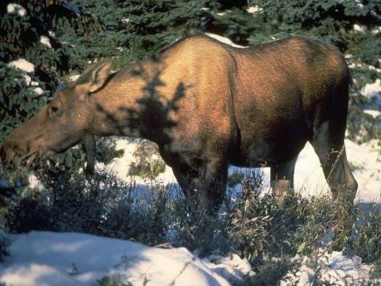 Moose on Kanuti National Wildlife Refuge (USFWS photo)