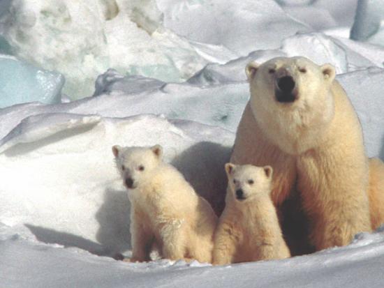 Polar Bear Cubs