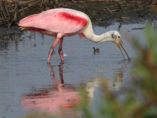 Roseate spoonbill