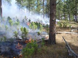 Low flames burn through dried grass in a forest