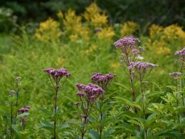 Pink purplish flowers surrounded by green weeds.