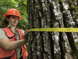 A federal silviculturist employee measures a tree with measuring tape.