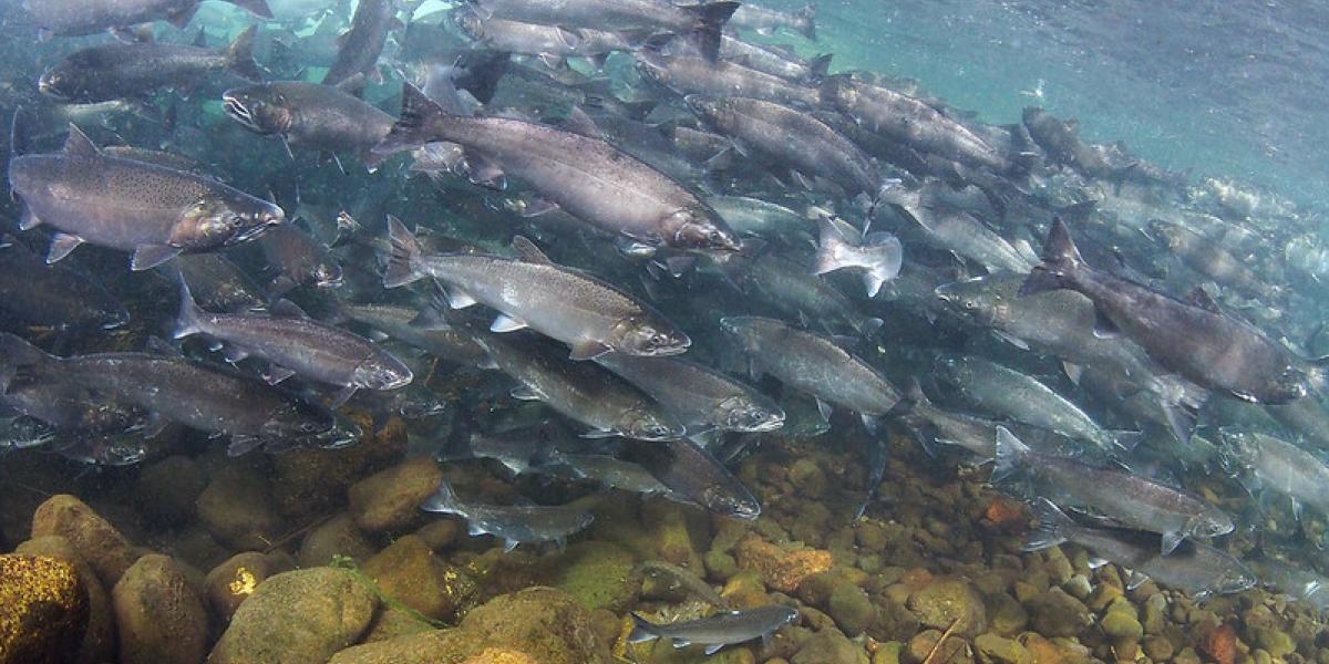 Biden-Harris Administration Announces Steps to Improve Conditions for Salmon  in the Columbia River Basin