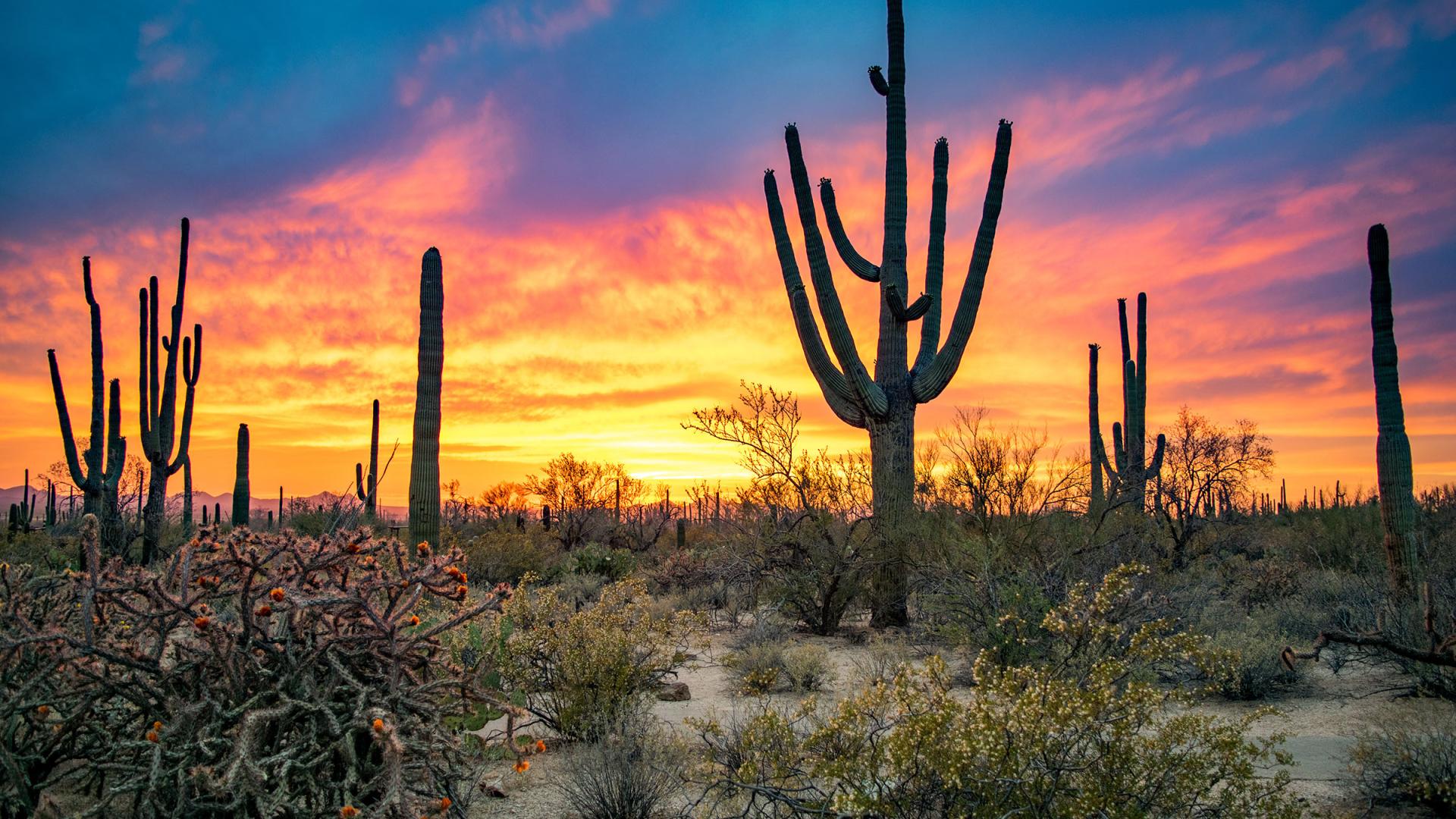A dramatic sunset paints the sky in yellows, pinks, and blues as a backdrop to Saguaro National Park and its namesake cactus. Photo by Nate Hovee.