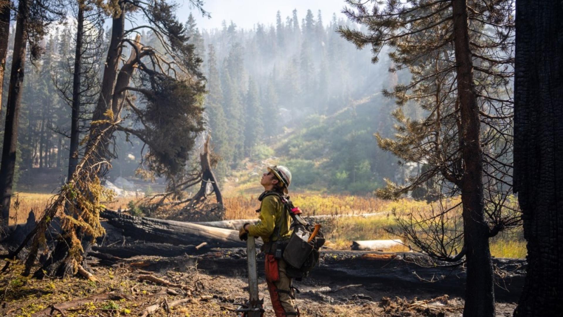 Aravaipa Veterans Interagency Hotshot Crew member contemplates a partially burned forest during the 2021 Caldor Fire. Photo by Joe Bradshaw, BLM.