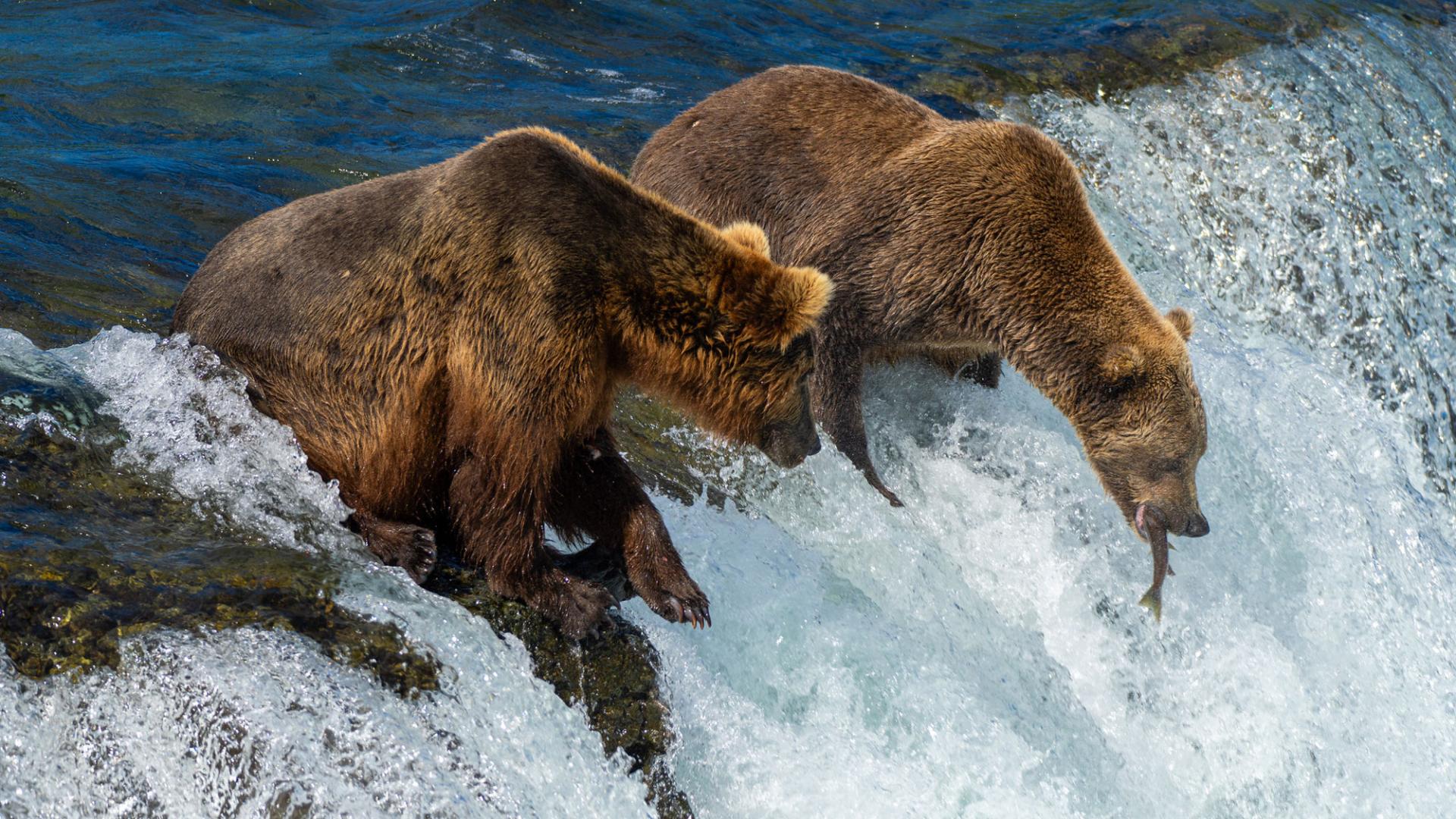 Two bears catching fish by waterfall.